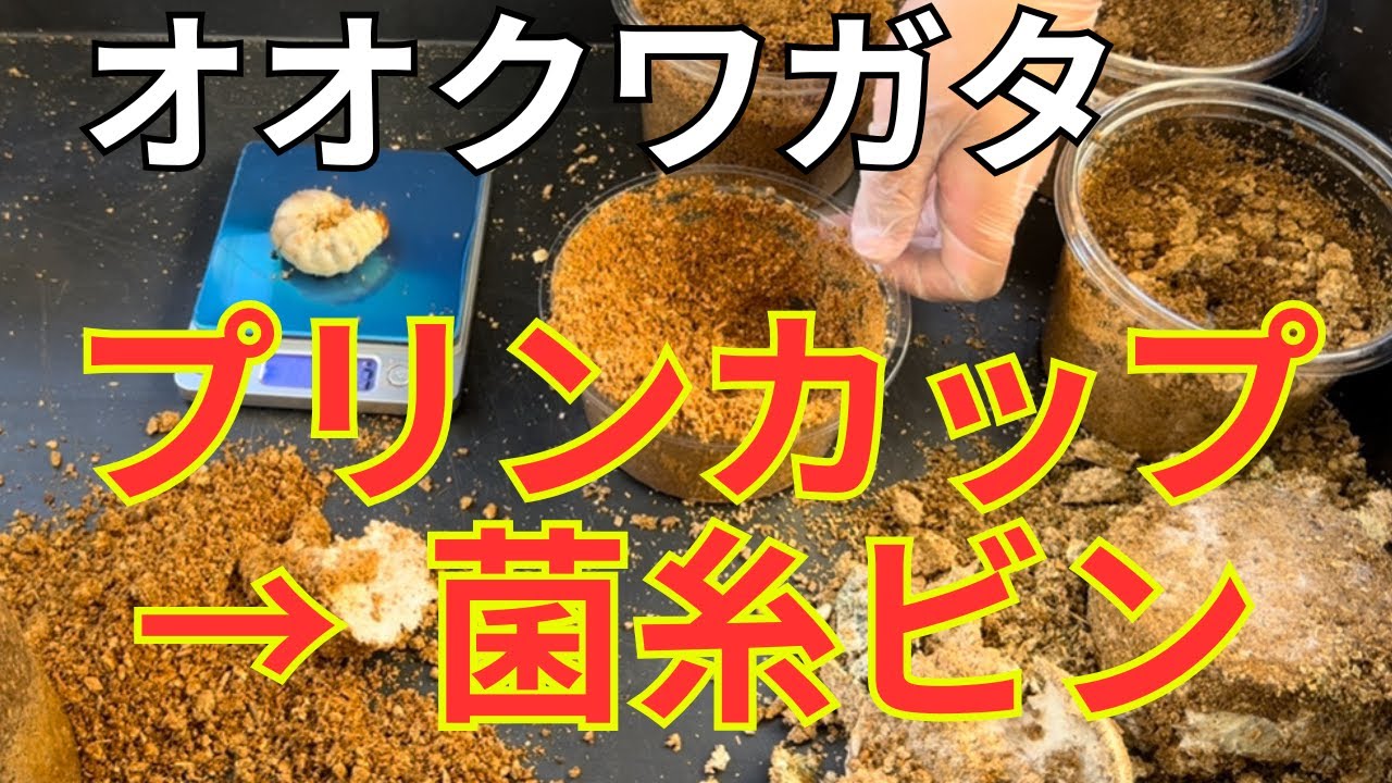 【作業動画】オオクワガタの幼虫を菌糸ビンに移す！オス・メス判別