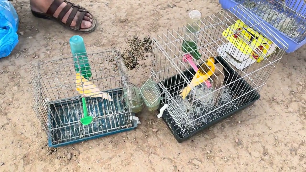 سوق طائر الحسون في ولاية بلعباس الجزائر 21 جويلية 2023