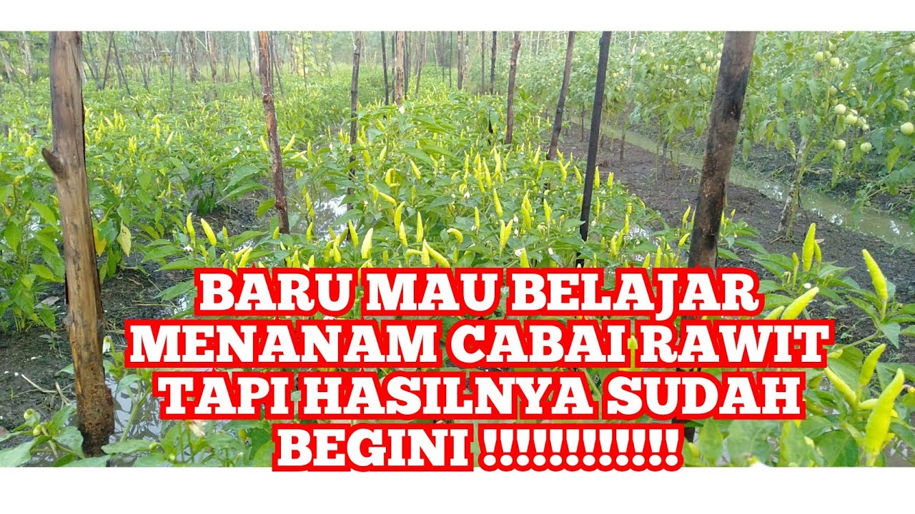 Belajar Menanam Cabai Rawit 