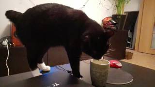 Кот пьет воду лапой
