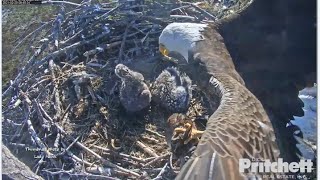 SWFL Eagles ~ M brings in Live Rabbit! Scares E17 into Submission!  E18 Gets Great Feeding! 2.20.21