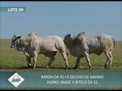 LOTE 59