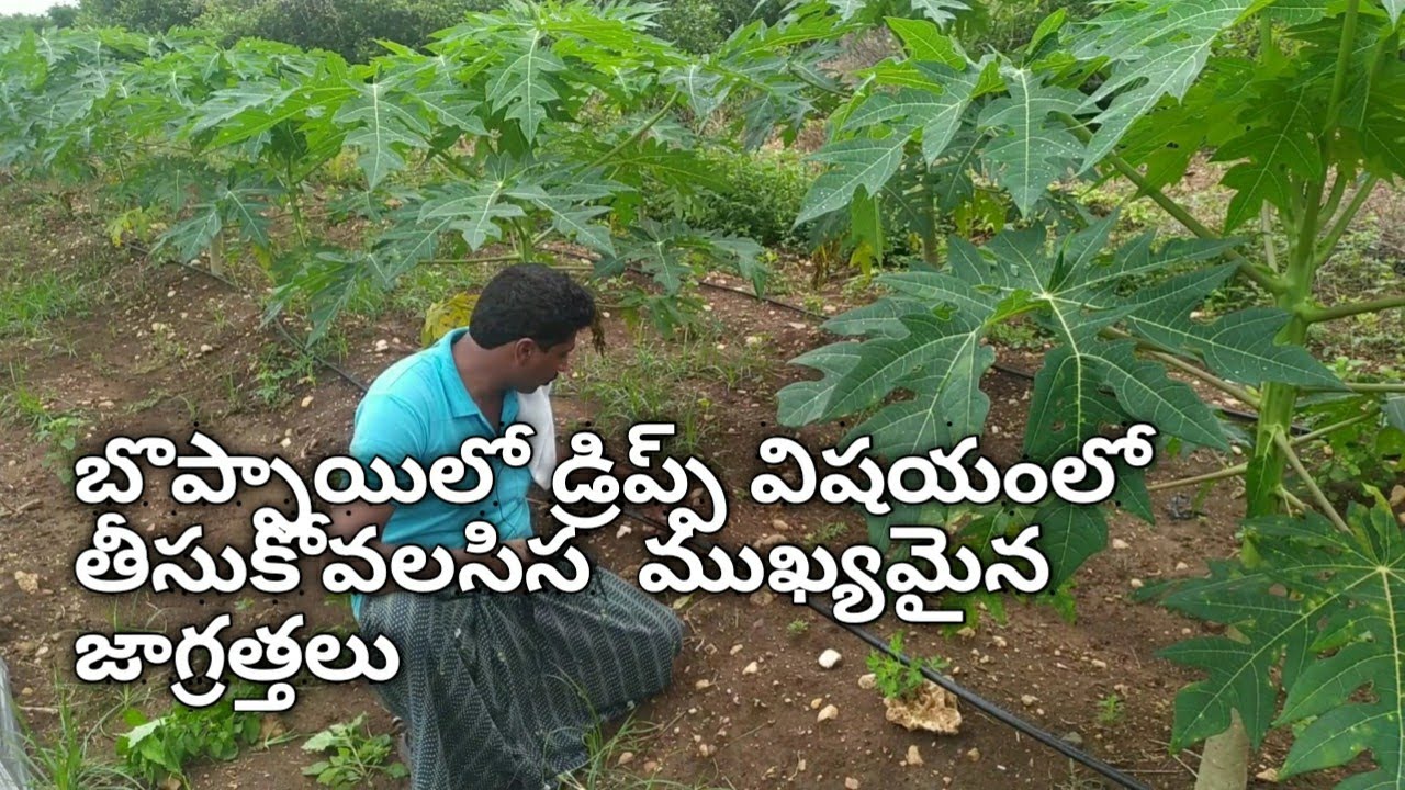 కొత్త రకం డ్రిప్ వేసుకోవాలి | papaya cultivation in telugu | డ్రిప్ విషయంలో తీసుకోవలసిన జాగ్రత్తలు