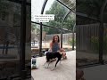 playing with my best friend for one of the last times in the... #Shorts #makayla_ritchie