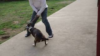 Pitbull Tug Of War