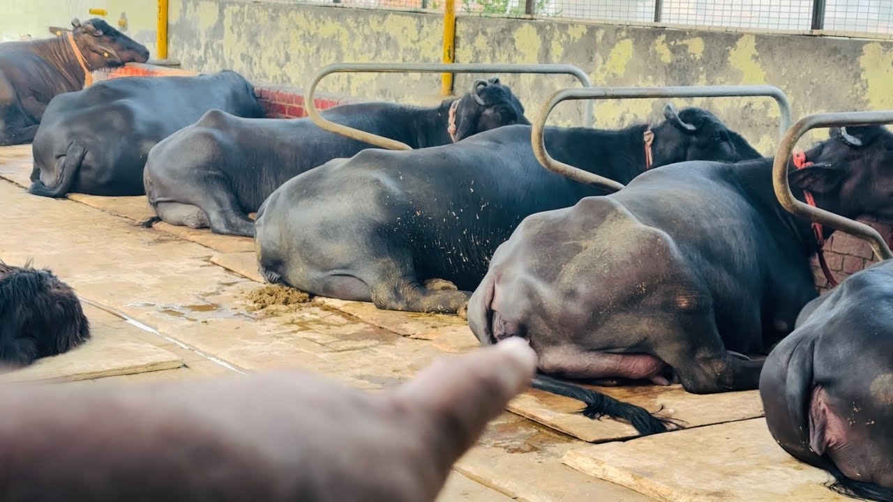 19 November 2025 क्यों जरूरी है सिमेन का भी DNA