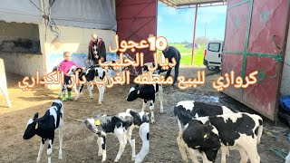 Download Lagu 10عجول ديال الحليب كروازي  للبيع منطقه الغرب. دار الكداري 0661282165 MP3