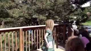 Crazy Colorado pine pollen
