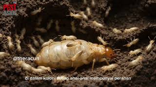 Pest Aside Pest Control Services