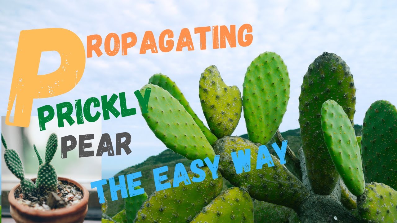 Prickly pear/Tuna/Opuntia cactus from cuttings. How to propagate.