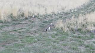 Sharp-tailed Grouse lek in Colorado