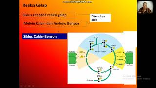 REAKSI GELAP (SIKLUS CALVIN-BENSON)