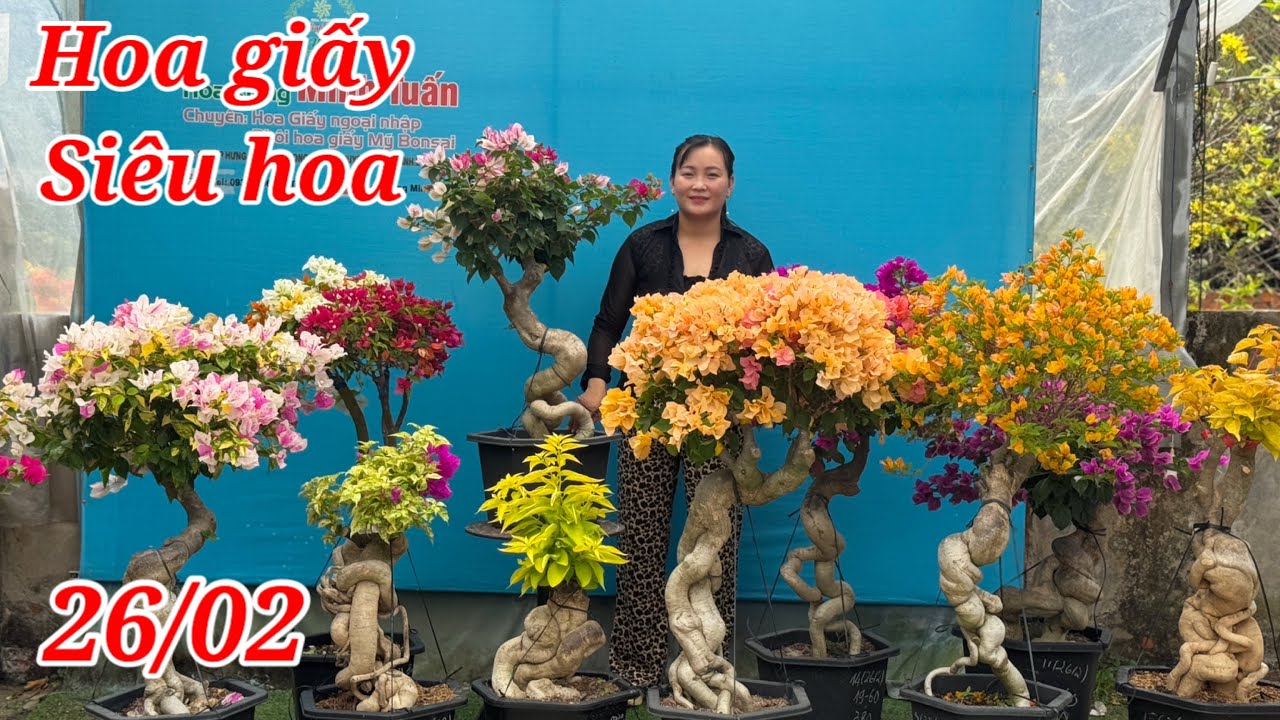 26/02:Gl hoa giấy ghép gốc bonsai bao ship giá mềm bao ship,lá vàng,siêu hoa,cẩm thạch,...