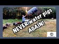 World's BEST Pig Waterer for Under $100 - Pastured Pork Automatic Pig Waterer