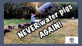 Celebrity World's BEST Pig Waterer for Under $100 - Pastured Pork Automatic Pig Waterer Wealth