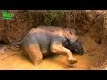 A young tusker saved from a well