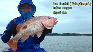 Mancing Di Laut Strike Ikan Jenahak , Kakap Merah TompeL /  Golden Snapper (Export Fish)