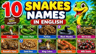 10 Snake Names in English with Pictures | Learn Snake Vocabulary | Types of Snakes