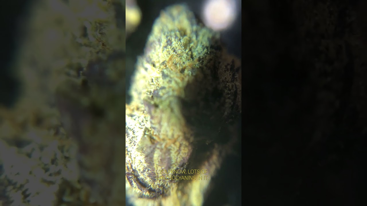 Обзор макросъемки Pavé Runtz от Vasco Canada