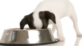 子犬の食事の回数、時間、餌の量など良い食事のあげ方