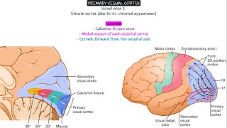 Primary And Secondary Visual Cortex. Chapter 52 Part 2. Guyton And Hall Physiology.