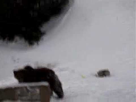 ursu in Sinaia ianuarie  2008