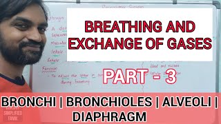 Breathing and Exchange of Gases | Part 3 | Bronchi, Bronchioles, Alveoli and Diaphragm