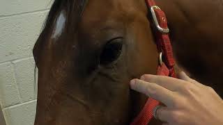 Equine Facial Vein Blood Draw