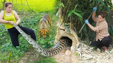 Harvested 1000+ Bamboo Shoots -- Then a Giant Python From The Trees 😱 | Survived the Chase