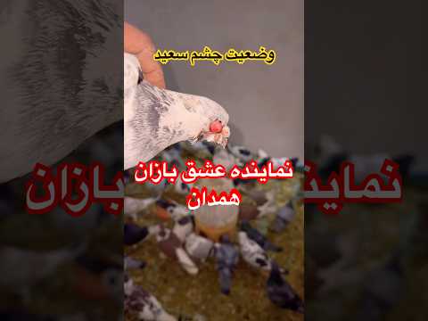 وضعیت چشم سعید نماینده عشق بازان همدان در مشهد شورت  کبوتر بلندپرواز 