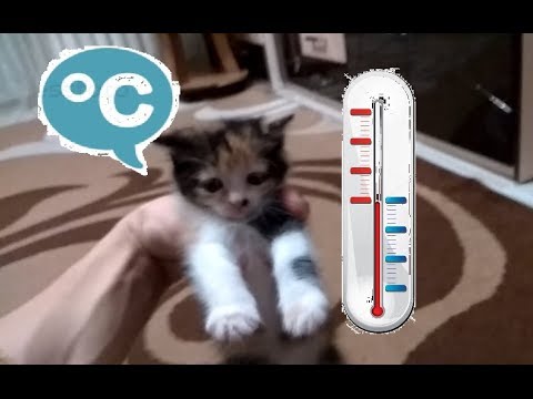 Нормальная температура тела у кошки + полезная информация в описании