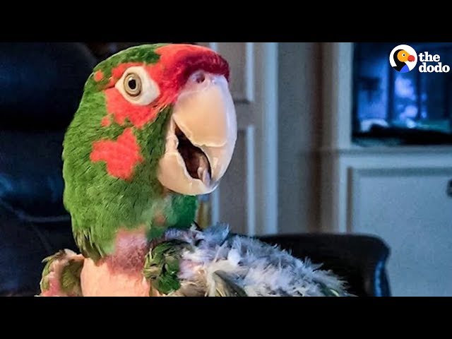 Rescue Parrot Hated EVERYONE Until He Met Her | The Dodo