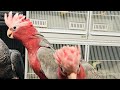 Baby African Grey Parrot