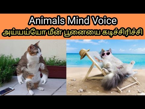 #1 Animals Mind Voice Fish+Cat+Dog | அய்யய்யோ மீன் பூனையை கடிச்சிரிச்சி | Tamil | SIMPLE WORLD Mới Nhất