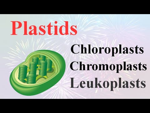 Video: Rozdiel Medzi Leucoplast Chloroplast A Chromoplast