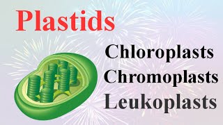 Quelle est la différence entre Leucoplast et Chloroplast