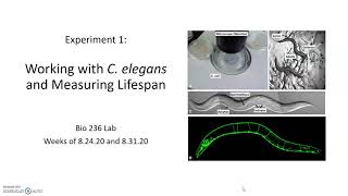 Experiment 1 Pre-Lab: Working with worms and lifespan