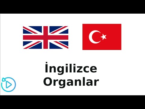 İngilizce Vücudun Bölümleri / Organlar