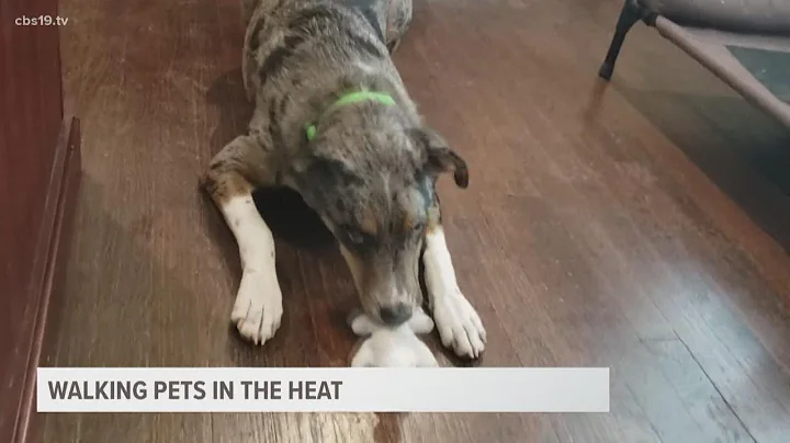 Tips for walking your pets in the heat