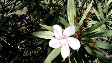 Xolo Q800 full hd video sample