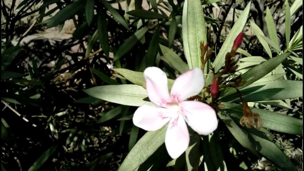 Xolo Q800 full hd video sample