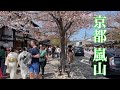 2023年4月4日 外国人観光客で賑わう京都嵐山を歩く 【4K】Walk in Arashiyama,Kyoto