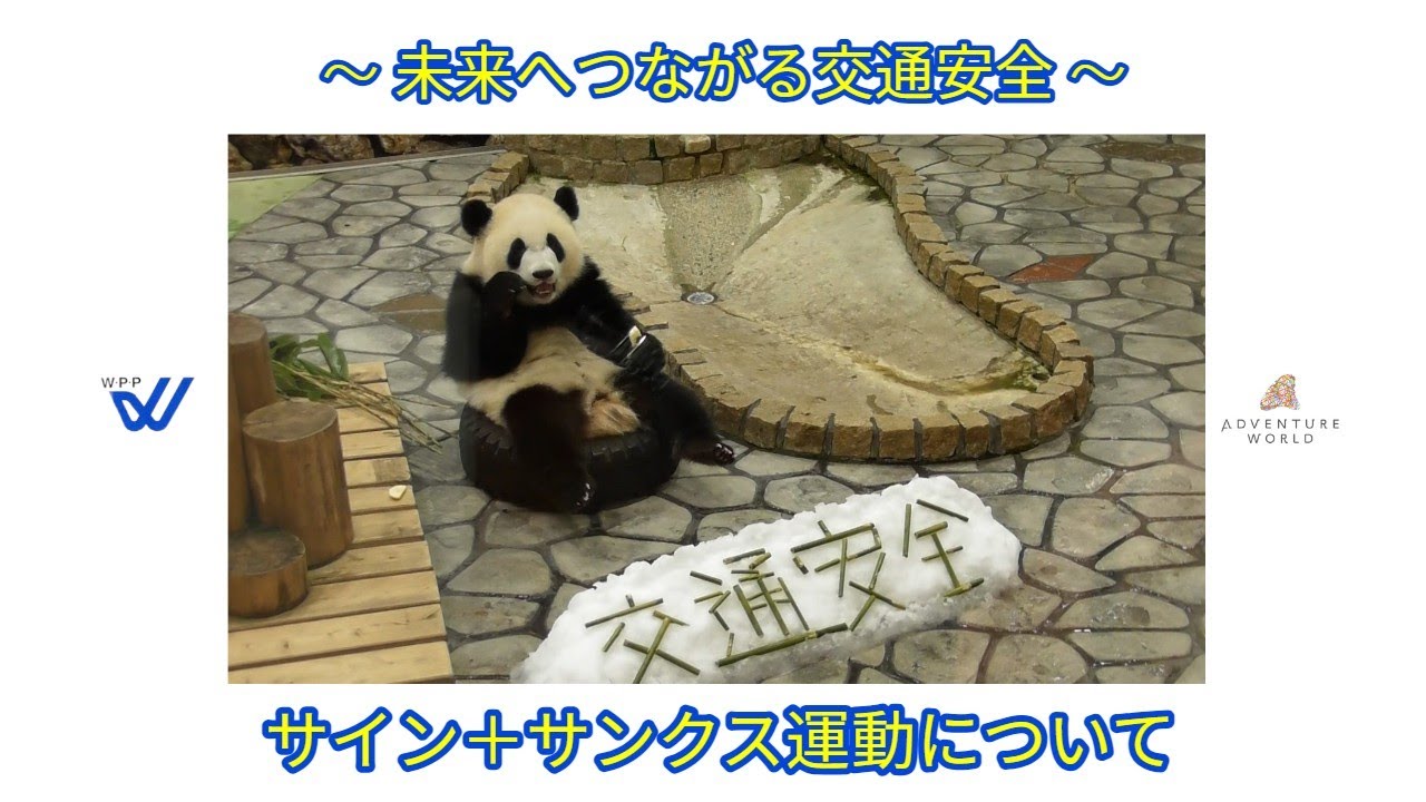 アドベンチャーワールドのパンダ(ふうひん)が2年連続で交通安全和歌山