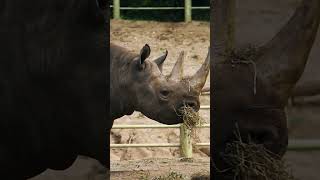 Happy Mother's Day!  #wildlife #animals #zoo