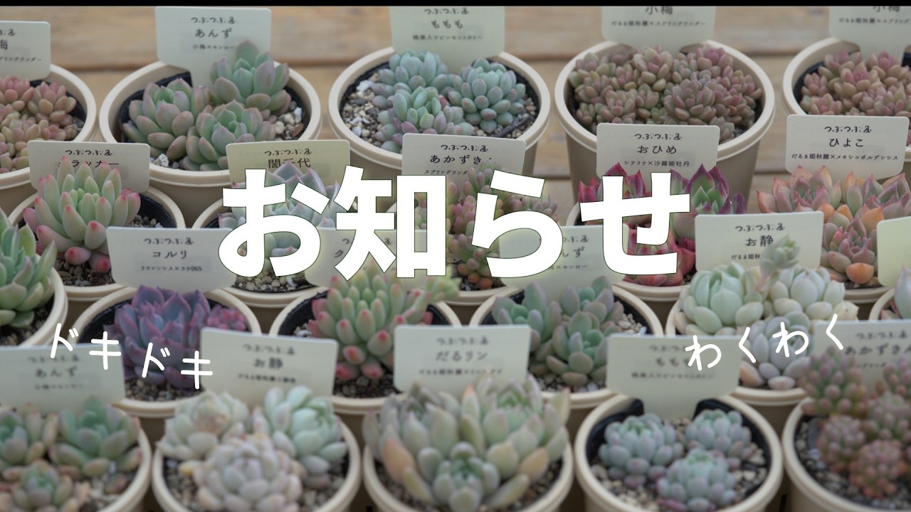 Online sales of seedlings], [Announcement of sales event], and