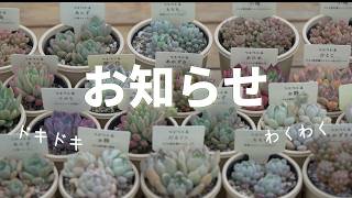 Online sales of seedlings], [Announcement of sales event], and