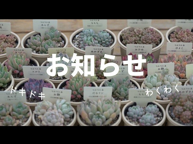 Online sales of seedlings], [Announcement of sales event], and