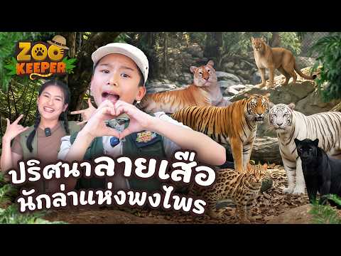 ปริศนาลายเสือ นักล่าแห่งพงไพร | Zookeeper