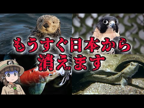 【ゆっくり解説】実は絶滅危惧種の日本の生き物12選