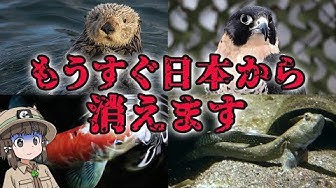 絶滅危惧種 Youtube